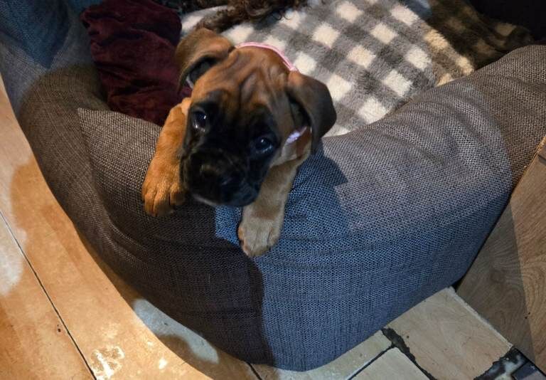 Boxer Puppies For Sale