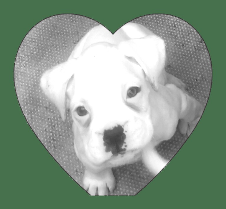 Boxer puppies for sale in Northfield, West Midlands – 9 weeks old
