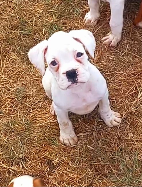 Boxer puppies for sale in Northfield, West Midlands – 3 months old - Image 2 of 3
