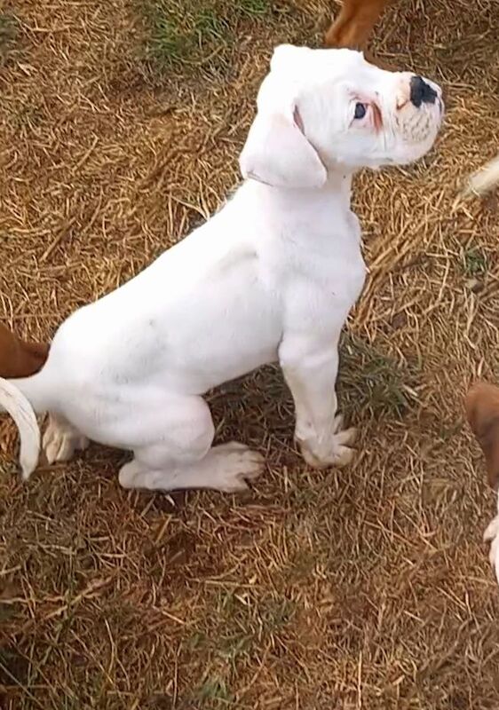 Boxer puppies for sale in Northfield, West Midlands – 3 months old - Image 3 of 3