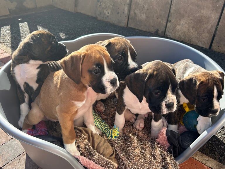 Boxer puppies for sale in Lisburn, County Down – 9 months old - Image 1 of 3