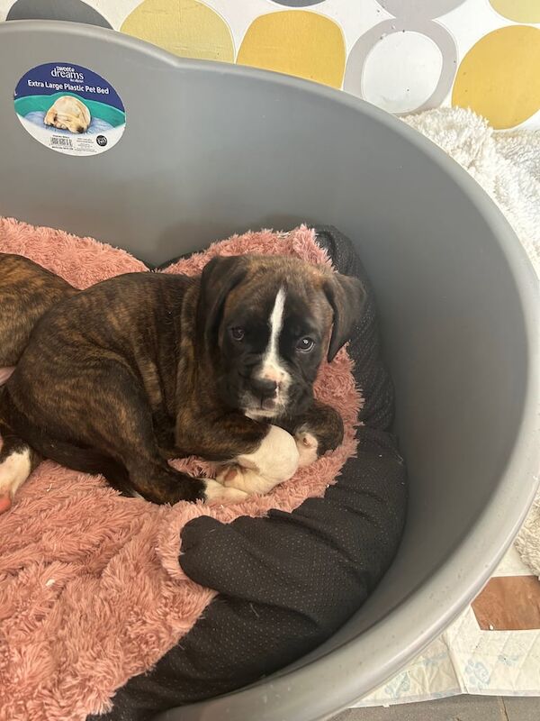 Boxer puppies for sale in Lisburn, County Down – 9 months old - Image 2 of 3