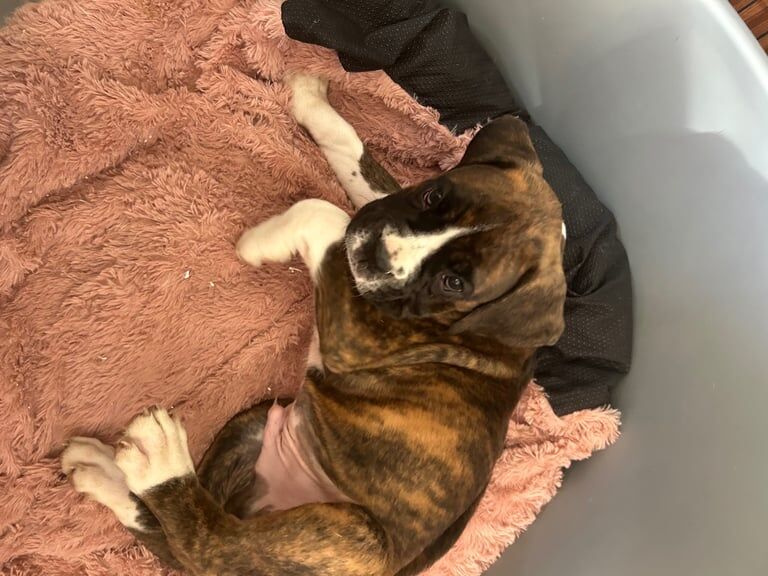 Boxer puppies for sale in Lisburn, County Down – 9 months old - Image 3 of 3