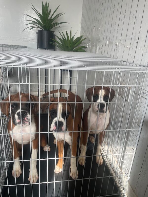 Boxer puppies for sale in County Antrim – 5 months old