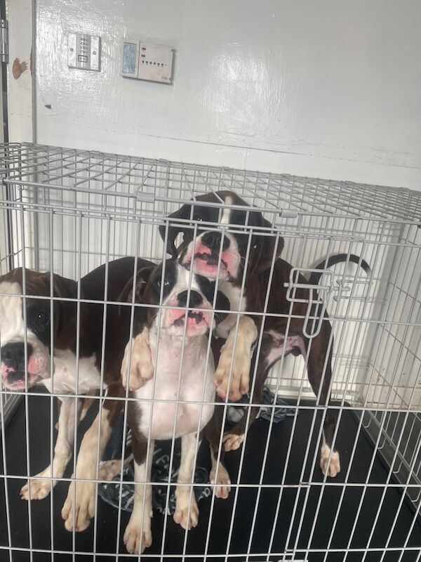 Boxer puppies for sale in County Antrim – 5 months old - Image 3 of 3