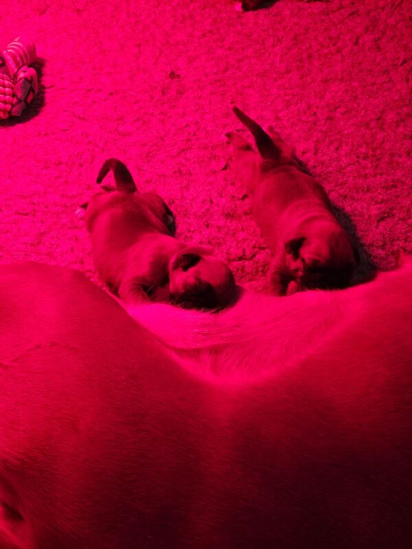 Boxer puppies for sale in Telford, Shropshire – KC registered, 2 weeks old