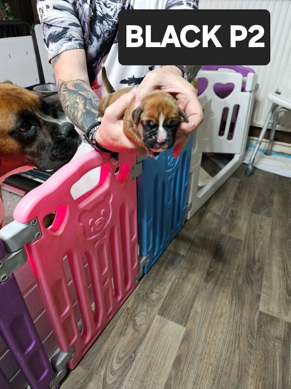 Boxer puppies for sale in Telford, Shropshire – KC registered, 2 weeks old - Image 2 of 3