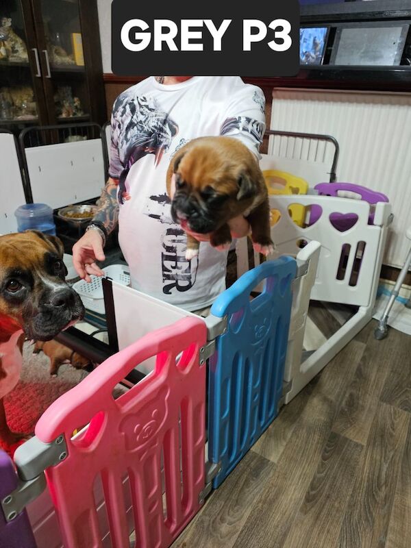 Boxer puppies for sale in Telford, Shropshire – KC registered, 2 weeks old - Image 3 of 3