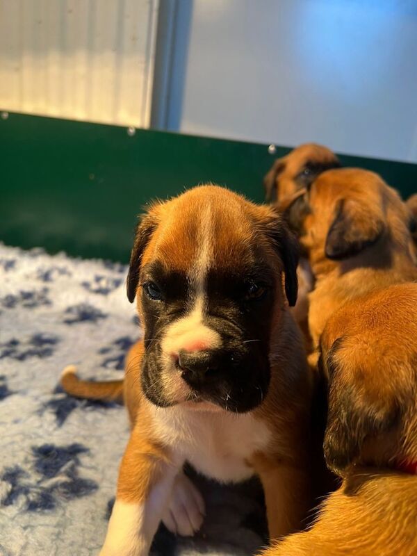 Boxer puppies for sale in Portglenone, County Antrim – KC registered, 7 weeks old - Image 2 of 6