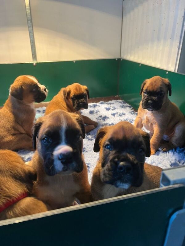 Boxer puppies for sale in Portglenone, County Antrim – KC registered, 7 weeks old - Image 3 of 6