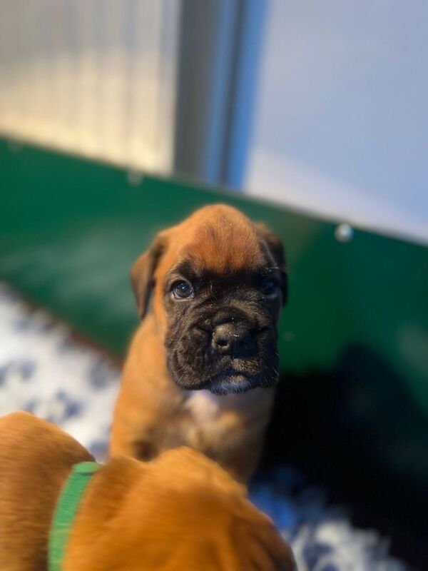 Boxer puppies for sale in Portglenone, County Antrim – KC registered, 7 weeks old - Image 4 of 6