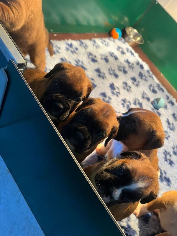 Boxer puppies for sale in Portglenone, County Antrim – KC registered, 7 weeks old - Image 5 of 6