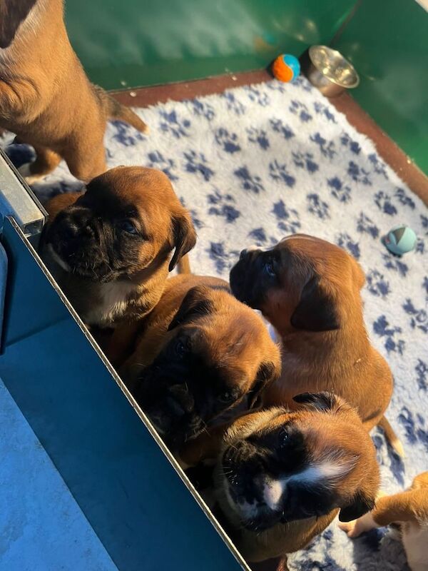 Boxer puppies for sale in Portglenone, County Antrim – KC registered, 7 weeks old - Image 6 of 6