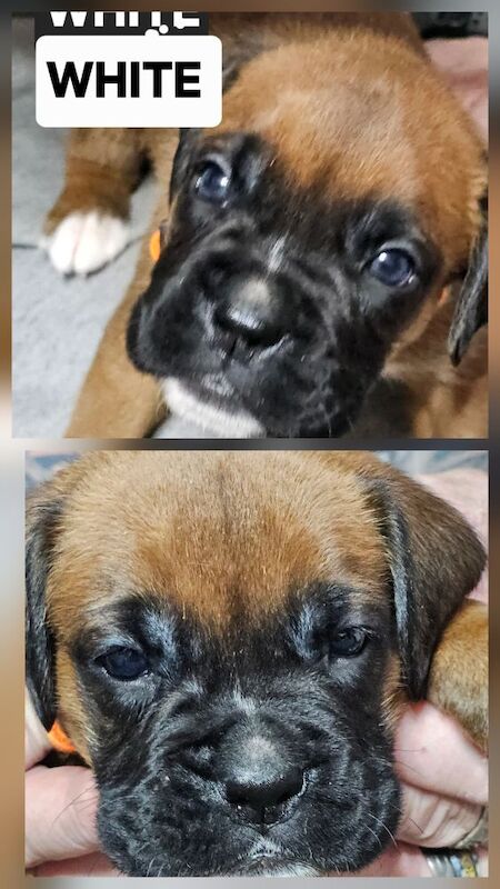 Boxer puppies for sale in Telford, Shropshire – KC registered, 4 weeks old - Image 4 of 15