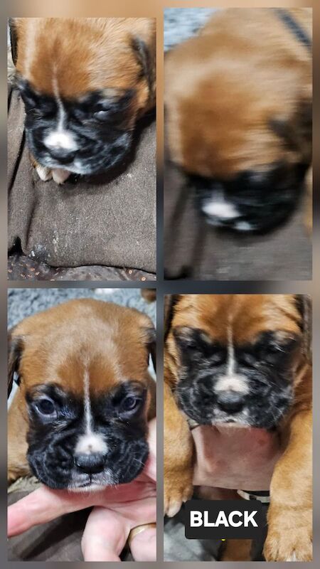 Boxer puppies for sale in Telford, Shropshire – KC registered, 4 weeks old - Image 5 of 15