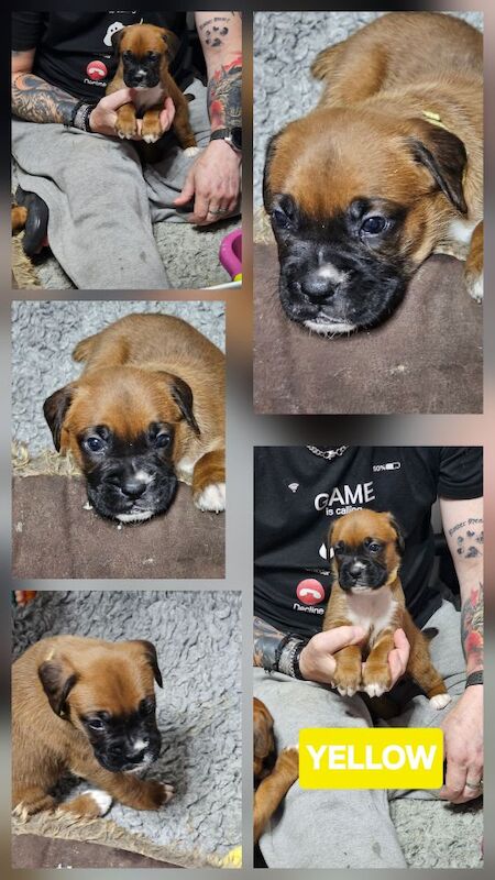 Boxer puppies for sale in Telford, Shropshire – KC registered, 4 weeks old - Image 6 of 15