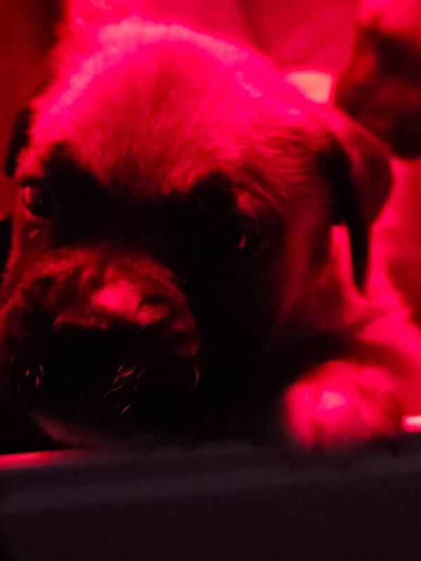 Boxer puppies for sale in Telford, Shropshire – KC registered, 4 weeks old - Image 7 of 15