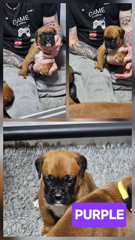 Boxer puppies for sale in Telford, Shropshire – KC registered, 4 weeks old - Image 8 of 15