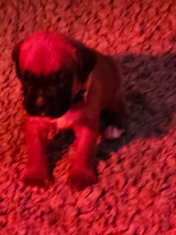 Boxer puppies for sale in Telford, Shropshire – KC registered, 4 weeks old - Image 9 of 15