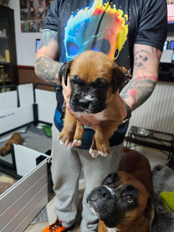 Boxer puppies for sale in Telford, Shropshire – KC registered, 4 weeks old - Image 10 of 15