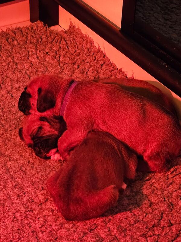 Boxer puppies for sale in Telford, Shropshire – KC registered, 4 weeks old - Image 11 of 15