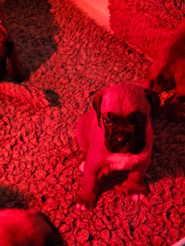 Boxer puppies for sale in Telford, Shropshire – KC registered, 4 weeks old - Image 12 of 15