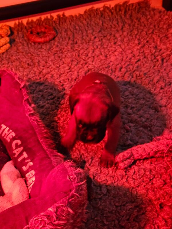 Boxer puppies for sale in Telford, Shropshire – KC registered, 4 weeks old - Image 13 of 15