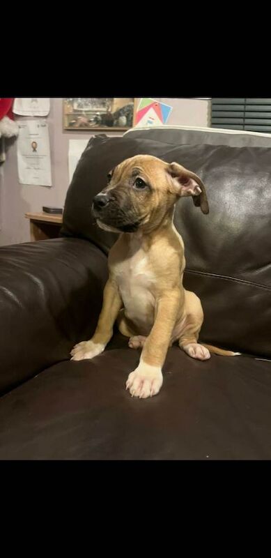 Boxer Puppies For Sale Under £1,000