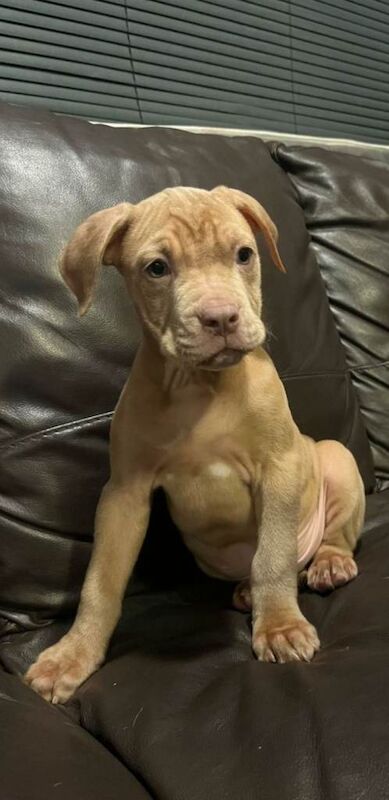 Boxer puppies for sale in Bromley Cross, Greater Manchester – 11 weeks old - Image 2 of 4