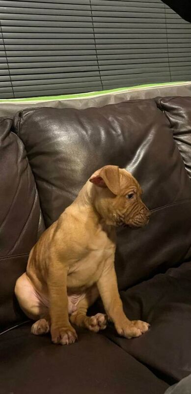 Boxer puppies for sale in Bromley Cross, Greater Manchester – 11 weeks old - Image 3 of 4