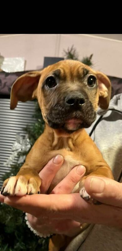 Boxer puppies for sale in Bromley Cross, Greater Manchester – 11 weeks old - Image 4 of 4
