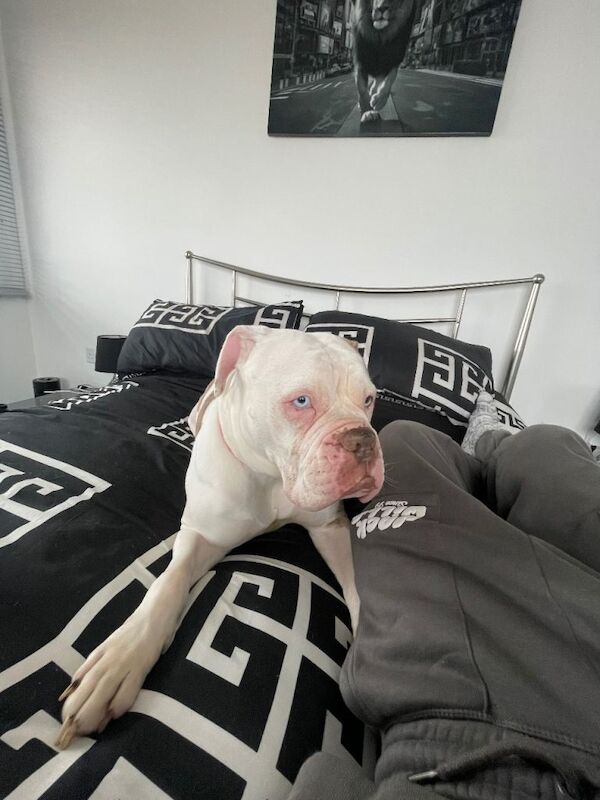 Boxer Puppies For Sale