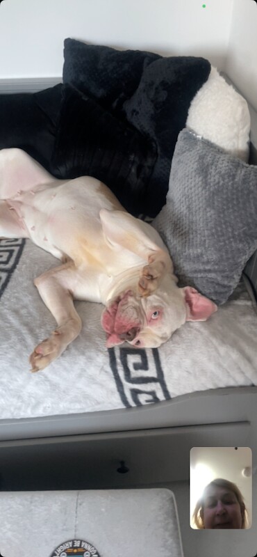 Boxer x 4 years old - Image 2 of 6