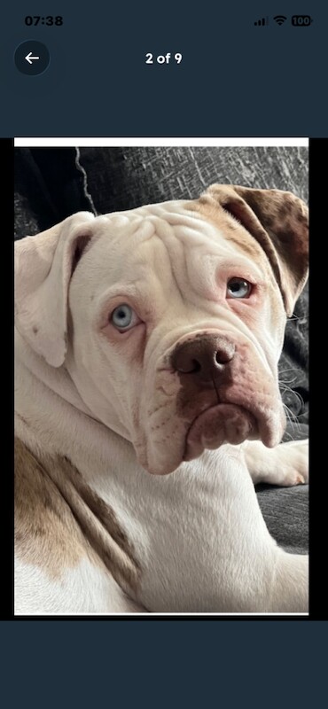 Boxer x 4 years old - Image 3 of 6