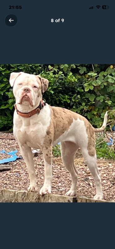 Boxer x 4 years old - Image 4 of 6