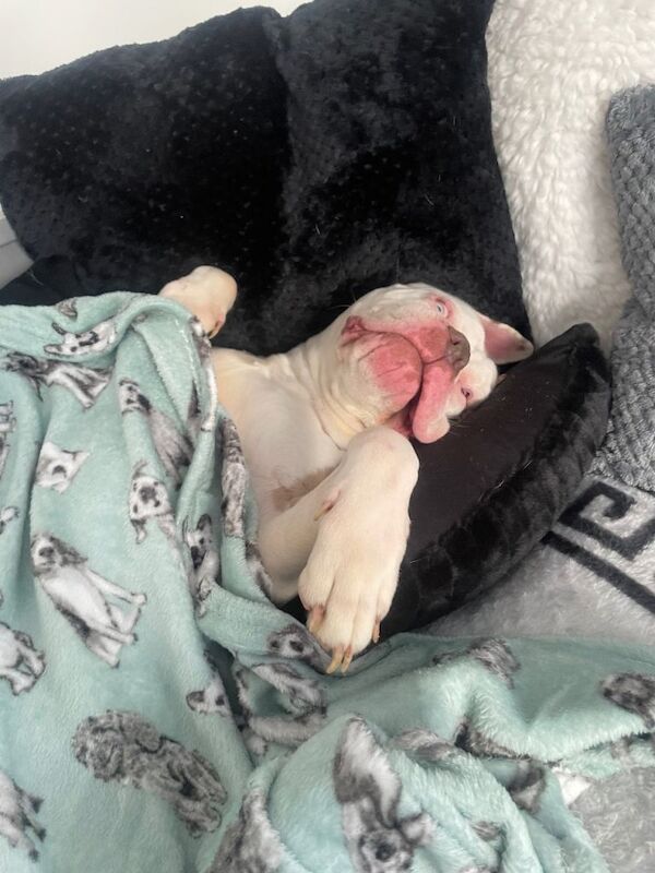 Boxer x 4 years old - Image 5 of 6