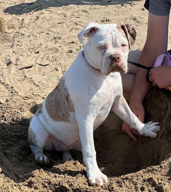 Boxer x 4 years old - Image 6 of 6