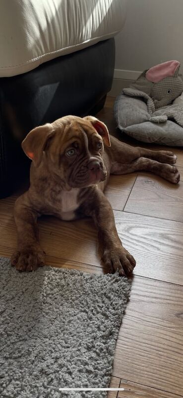 Boxer puppies for sale in Fraserburgh, Aberdeenshire – 9 weeks old