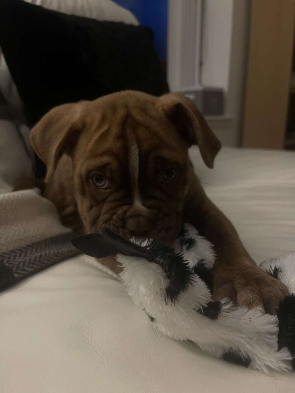 Boxer puppies for sale in Fraserburgh, Aberdeenshire – 9 weeks old - Image 2 of 3