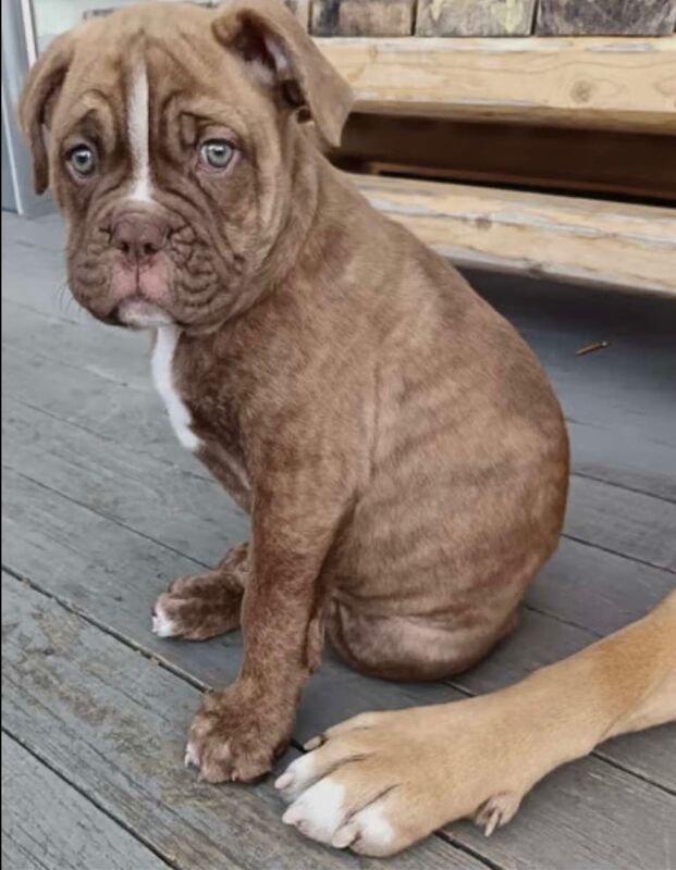 Boxer puppies for sale in Fraserburgh, Aberdeenshire – 9 weeks old - Image 3 of 3