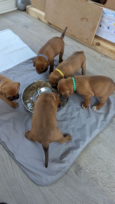 Boxer puppies for sale in Middlesbrough, North Yorkshire – 4 weeks old
