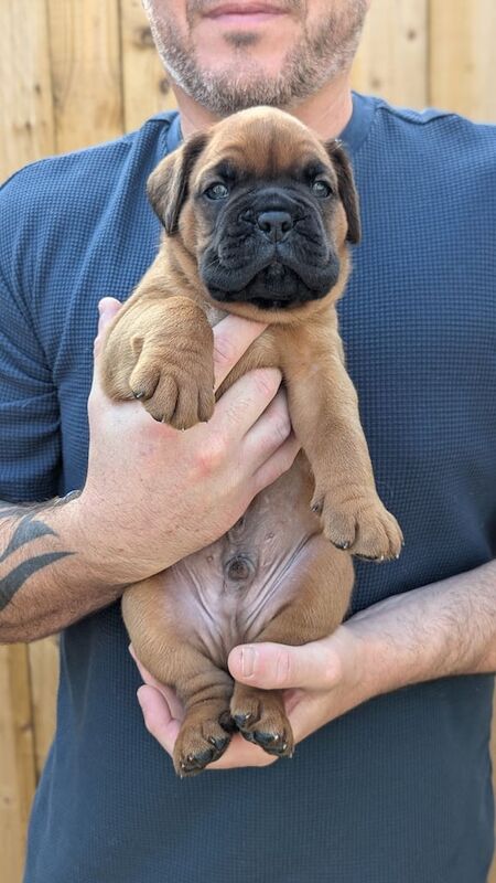 Boxer puppies for sale in Middlesbrough, North Yorkshire – 4 weeks old - Image 2 of 3