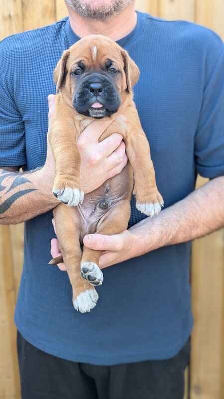 Boxer puppies for sale in Middlesbrough, North Yorkshire – 4 weeks old - Image 3 of 3