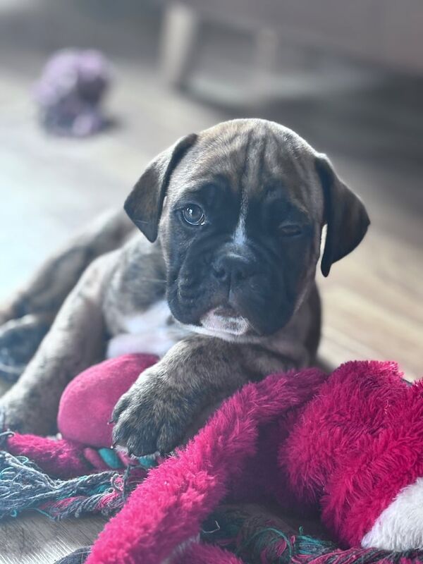 Boxer puppies for sale in Cookstown, County Tyrone – 7 weeks old