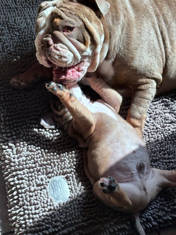 Boxer puppies for sale in Cookstown, County Tyrone – 7 weeks old - Image 2 of 3