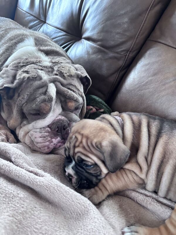 Boxer puppies for sale in Cookstown, County Tyrone – 7 weeks old - Image 3 of 3
