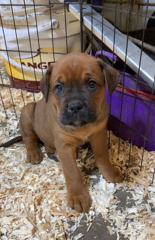 Boxer x Labrador puppies for sale in King's Lynn, Norfolk
