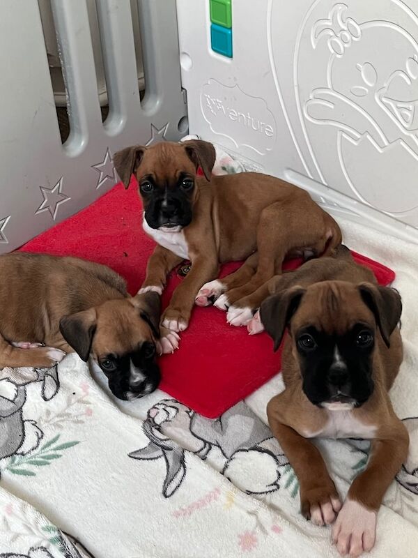 Boxer puppies for sale in West Mersea, Essex – 8 weeks old