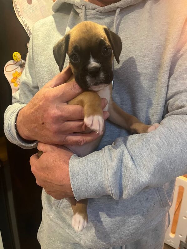 Boxer puppies for sale in West Mersea, Essex – 4 months old - Image 2 of 3
