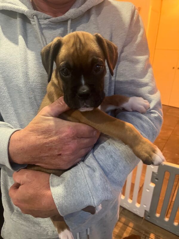 Boxer puppies for sale in West Mersea, Essex – 4 months old - Image 3 of 3